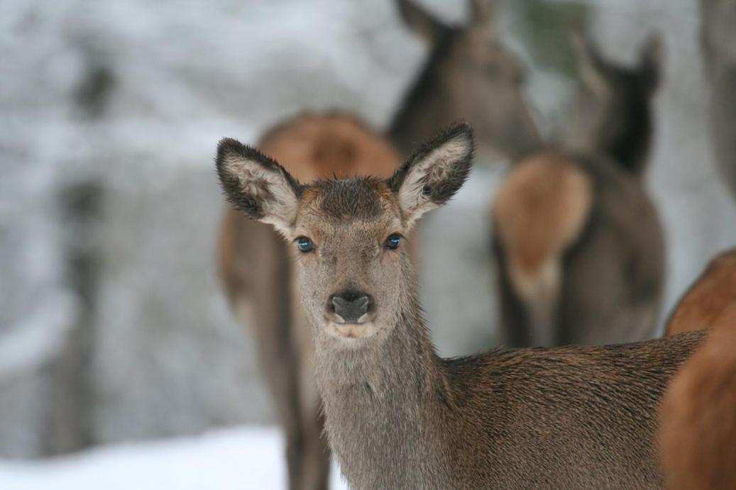 Gite Le Cerf Pantin Сент-Юбер Экстерьер фото